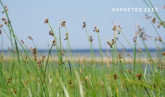 CALM YOUR ANXIETY <i>Expected release: 2027</i>